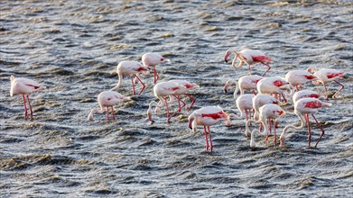 Flamingos