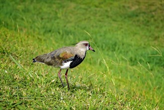Southern lapwing perched on the grass