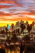 View of Downtown Los Angeles Skyline with Palm Trees at Sunset in California in Los Angeles