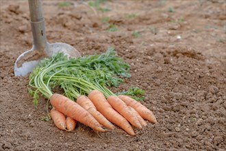 Bunch of carrots with a shovel in the background in an organic vegetable garden