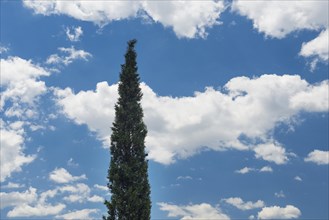 Cypress and sky with clouds