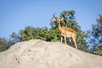 Impala buck stands on a termite mount with his mouth open. Kwando River