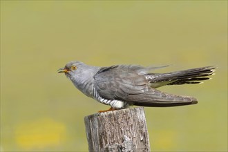 Common cuckoo