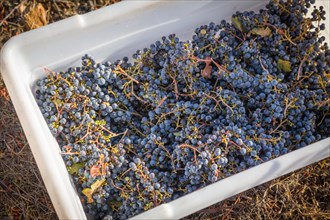 Grape bushels in crates during vineyard harvest