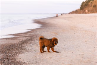 Chiwa- red tibetan mastiff puppy on the beach