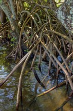 Roots and aquatic vegetation typical of common mangroves in Brazil's tropical ecosystem