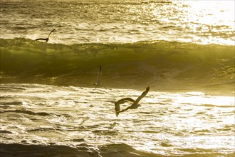 Seagulls flying over the sea and waves during sunrise on Ipanema beach in Rio de Janeiro