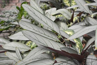 Exotic Ctenanthe Setosa Grey Star plant leaves with silver hue and dark leaf veins