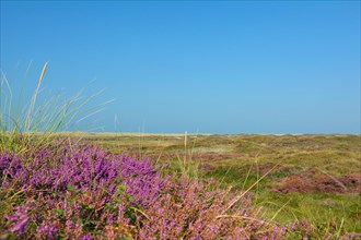 Purple blooming heather 'Calluna vulgaris' plants in nature reserve called 'bollekamer' on island Texel in the Netherlands