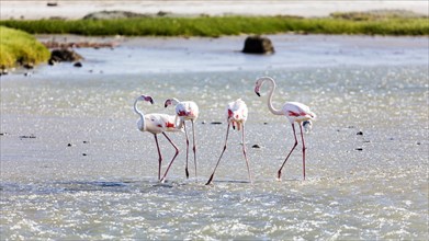 Flamingos