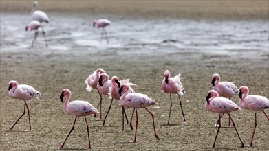Greater flamingo
