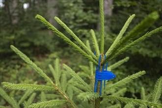 Young fir with browsing protection collar