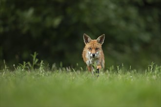 Fox-82900 Red fox