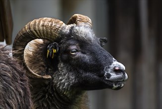 Portrait of a black male Skudde Sheep with long horns. Bavaria