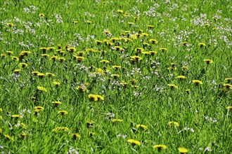 Meadow in spring with dandelion and meadowfoam