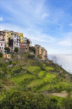 Scenic view of Coniglia village located in Cinque Terre