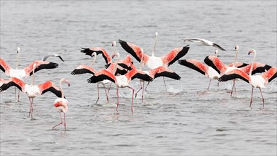 Flamingos