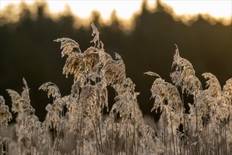 Grasses covered with hoarfrost
