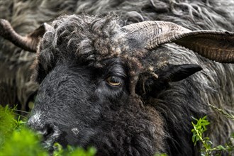 Portrait of a black male Hortobagy Racka Sheep
