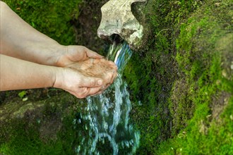 Woman catching water with her hands in a spring of crystal clear water covered with moss and ferns in the forest
