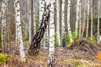 Birch forest in southern Sweden