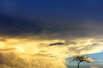 Silhouette of dry tree during sunset with big rain clouds in the background