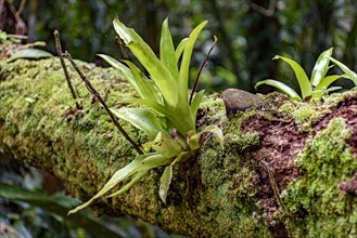 Bromeliad tree trunk from Brazilian rainforest its natural habitat on Ilhabela Island in Sao Paulo