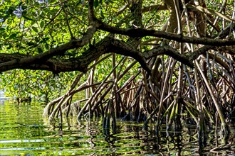 Dense mangrove vegetation with its trees and roots illuminated by the late afternoon sun in Rio de Janeiro