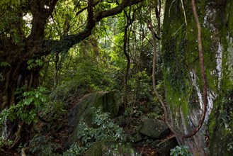 Inside the dense vegetation found in the Atlantic rainforest of Rio de Janeiro