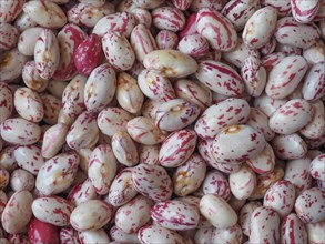 Crimson beans legumes food