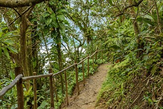 Path through the dense vegetation of the Atlantic forest by the sea in Trindade in Rio de Janeiro