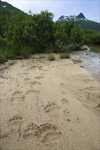 Bear tracks in Kukak Bay