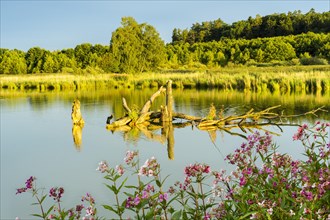 The Lettenweiher in the Regentalaue nature reserve in the evening at golden hour. Some dead tree trunks in the lake. In the foreground pink himalayan balsam