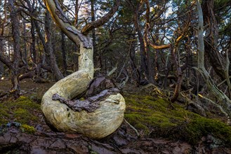 Dead tree in Trollskogen