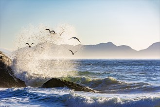 Seagulls flying over the sea at Ipanema beach with the waves in the background during dawn