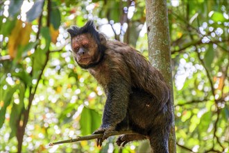 Black capuchin monkey sitting on tree branch looking around in the rainforest of Rio de Janeiro