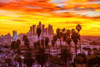 View of Downtown Los Angeles Skyline with Palm Trees at Sunset in California in Los Angeles