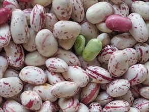 Crimson beans legumes vegetables