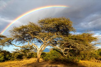 Tree under rainbow