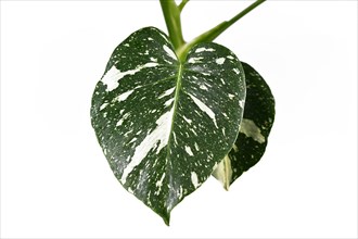 Beautiful white sprinkled leaf of rare variegated exotic 'Monstera Deliciosa Thai Constellation' house plant. Top view on white background