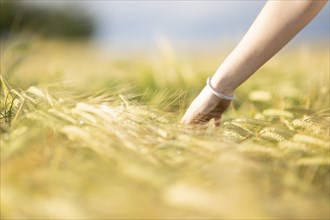 A girl's hand strokes through a field of grain on a sunny warm day