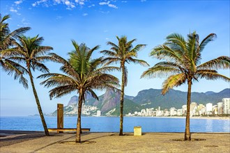 View of Ipanema beach in Rio de Janeiro on a summer morning with palm trees