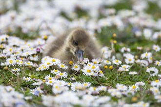 Greylag goose