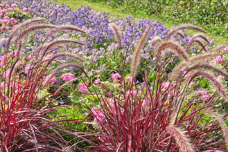 Annual lampbush grass