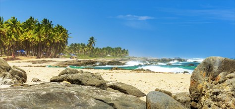 Panoramic image of coconut trees