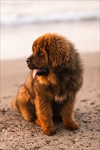 Chiwa- red tibetan mastiff puppy on the beach