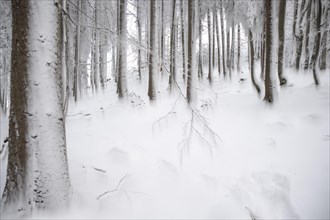 Winter landscape of a forest in the Kalkalpen National Park