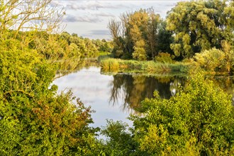 The nature reserve Gmuender Au and the river Alte Donau