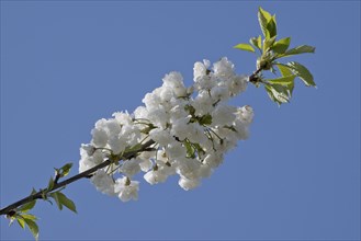 Filled flowering ornamental cherry