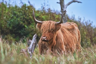 Wild brown Scottish Highland Cattle cow in the dunes of island Texel in the Netherlands